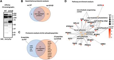 CK2β Is a Gatekeeper of Focal Adhesions Regulating Cell Spreading